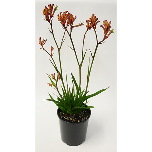 Bush Blitz - Image 3