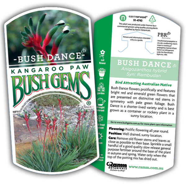 Bush Dance - Image 4