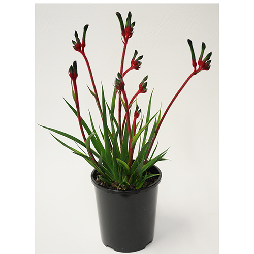 Bush Dance - Image 3