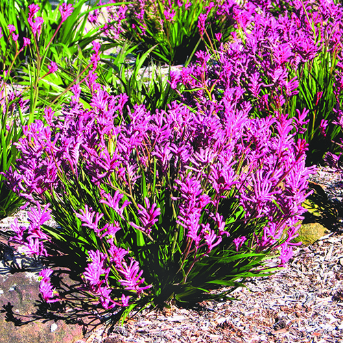 Bush Pearl - Image 2