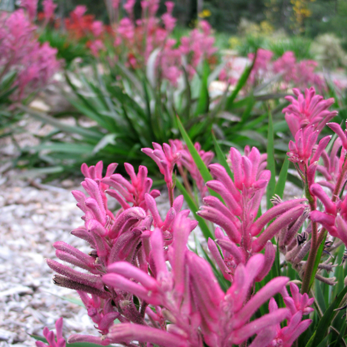 Bush Pearl - Image 3