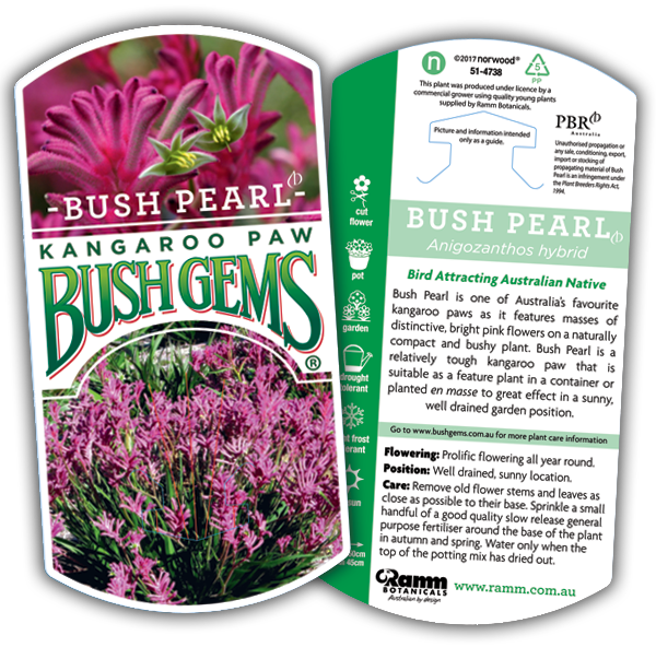 Bush Pearl - Image 4