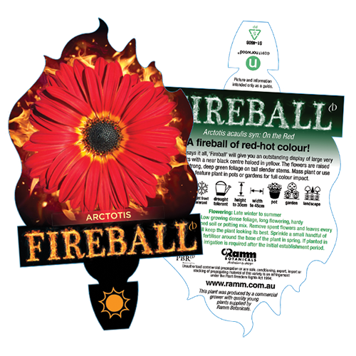 Arctotis Fireball - Image 4