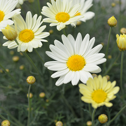 Summit Yellow - Image 2