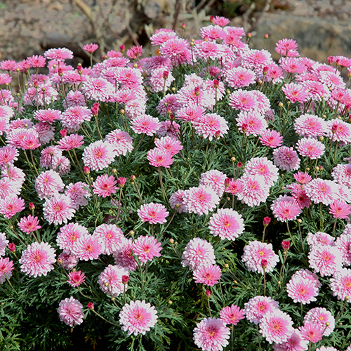 Sunday Best - Image 2