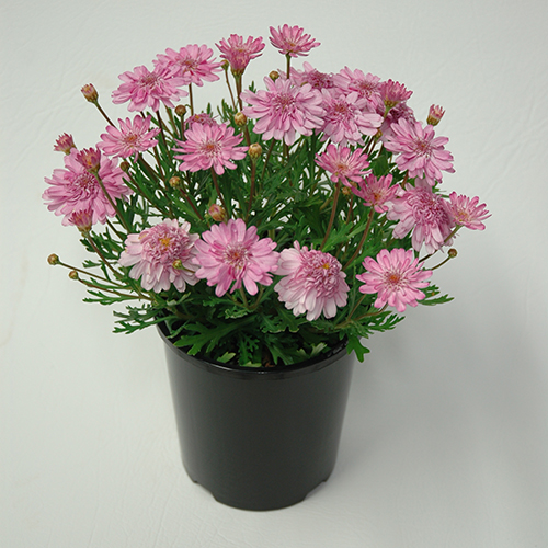 Sunday Best - Image 3