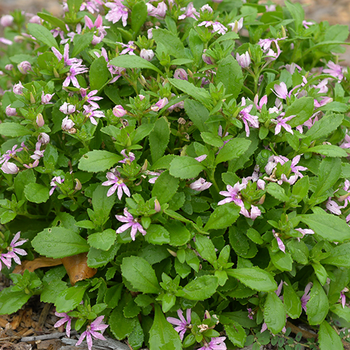 Aussie Salute Pink - Image 2