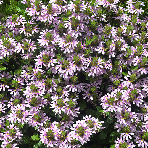 Aussie Salute Pink - Image 3