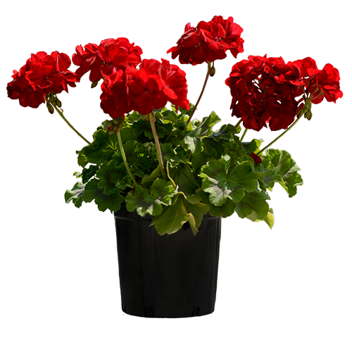 Big Red - Image 3