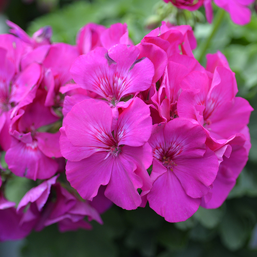 Big Rose - Image 2