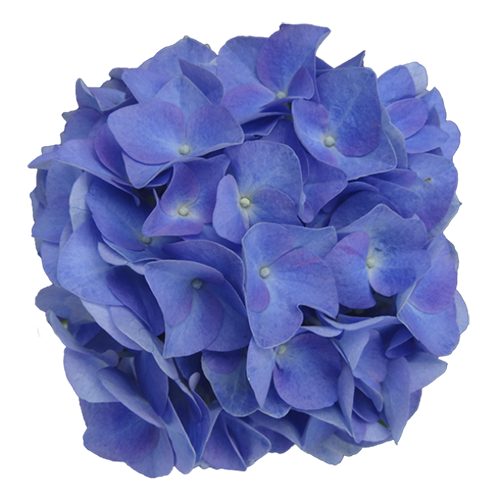 Blue/Pink Sunset - Image 2