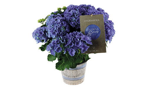 Blue/Pink Sunset - Image 4