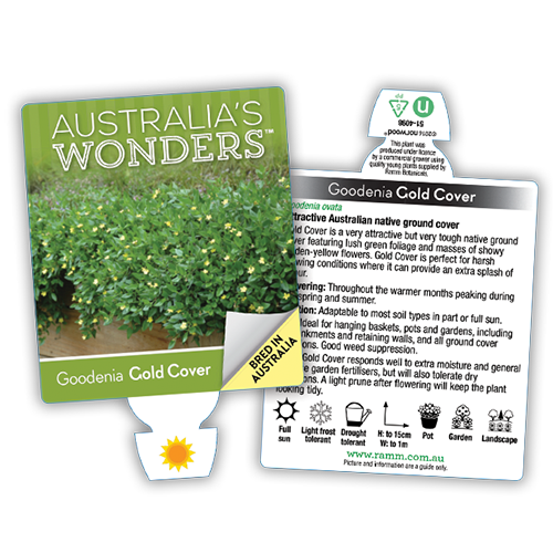 Gold Cover - Image 4