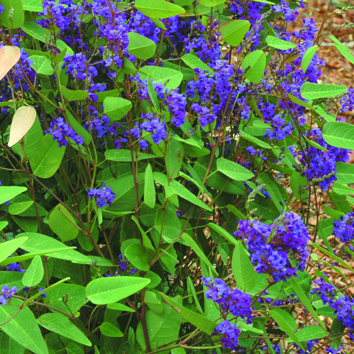 Purple Spray - Image 2