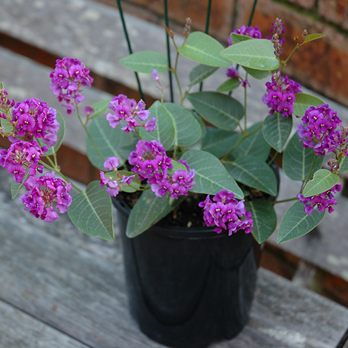 Sea of Purple - Image 3