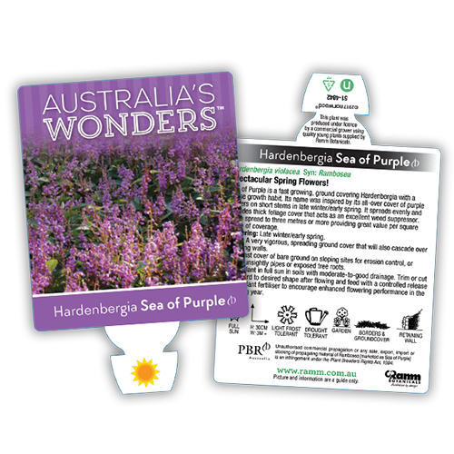 Sea of Purple - Image 4