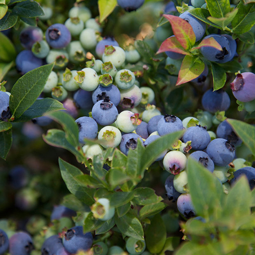 Jelly Bean - Image 2