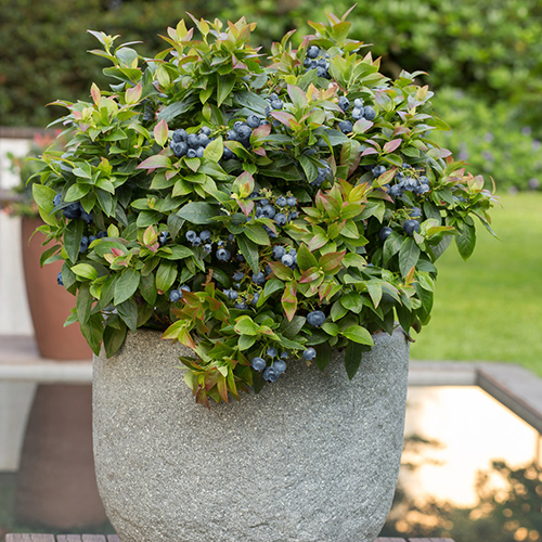 Jelly Bean - Image 3