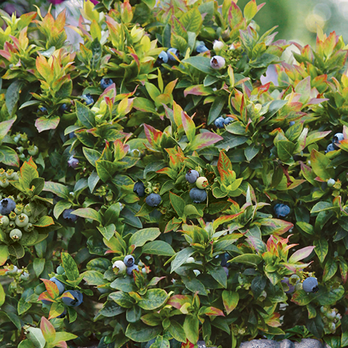 Jelly Bean - Image 4