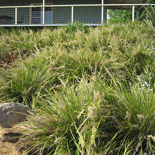 Lomandra longifolia Katrinus Deluxe - Image 2