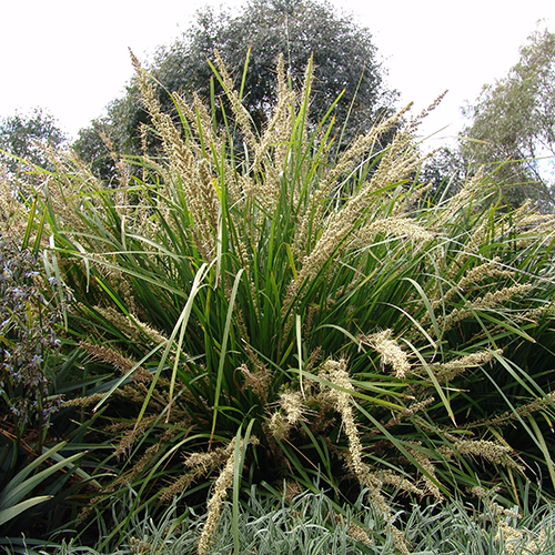 Lomandra longifolia Katrinus Deluxe - Image 3