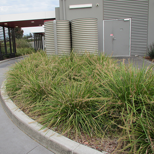 Lomandra longifolia Katrinus Deluxe - Image 4