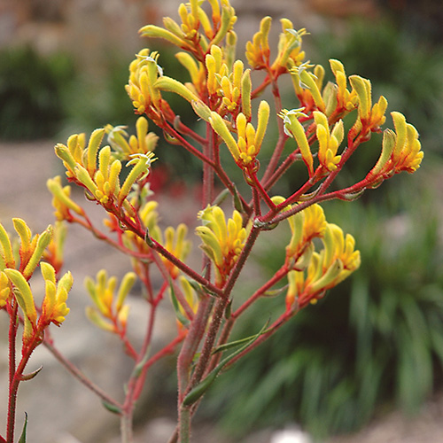 Landscape Gold - Image 2