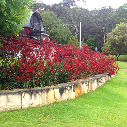 Landscape Scarlet - Image 2