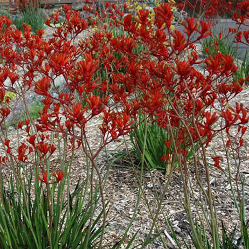 Landscape Scarlet - Image 3