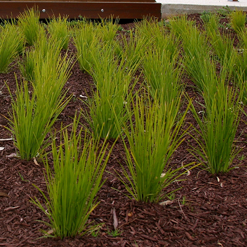 Lomandra Lime Tuff - Image 3