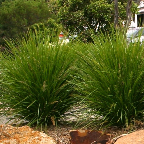 Lomandra Lime Tuff - Image 4