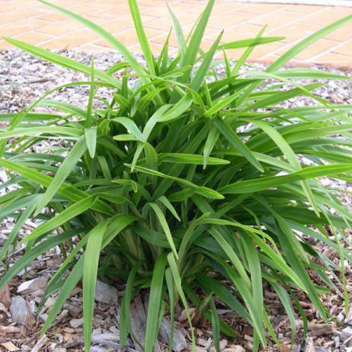 Dianella caerulea 'DCMPO1' Little Jess™ - Image 2