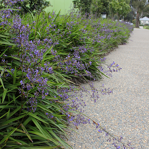 Dianella caerulea 'DCMPO1' Little Jess™ - Image 4