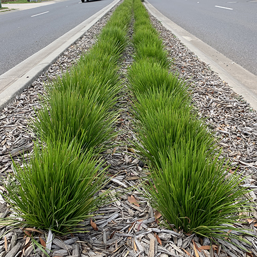 Lomandra longifolia x conferifolia 'LLP002' Little Lime - Image 2