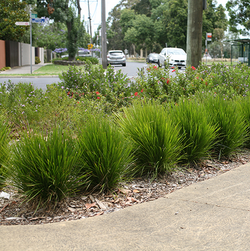 Lomandra longifolia x conferifolia 'LLP002' Little Lime - Image 3