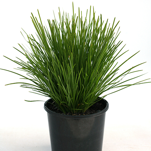 Lomandra longifolia x conferifolia 'LLP002' Little Lime - Image 4