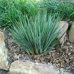 Dianella revoluta 'DR5000' Little Rev™ - Image 3