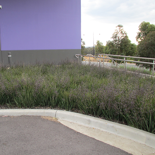 Dianella revoluta 'DR5000' Little Rev™ - Image 4