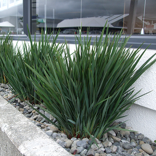 Dianella revoluta 'DR5000' Little Rev™