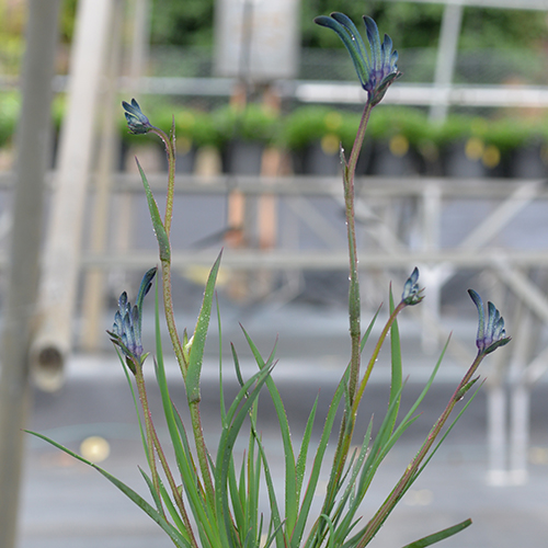 Masquerade - Image 3