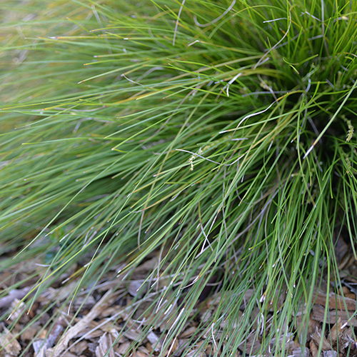 Lomandra confertifolia 'LCP1020" Misty Green - Image 2