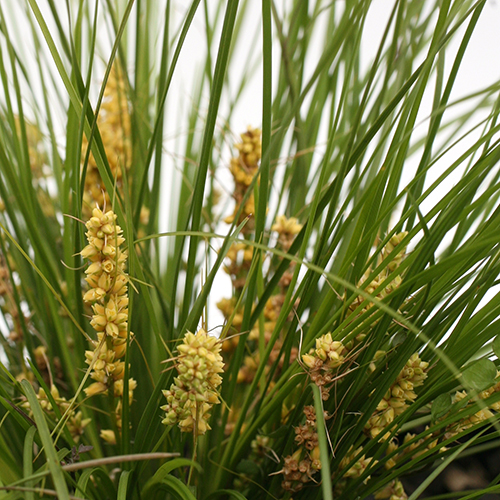 Lomandra confertifolia 'LCP1020" Misty Green - Image 3