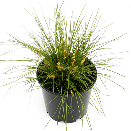 Lomandra confertifolia 'LCP1020" Misty Green - Image 4