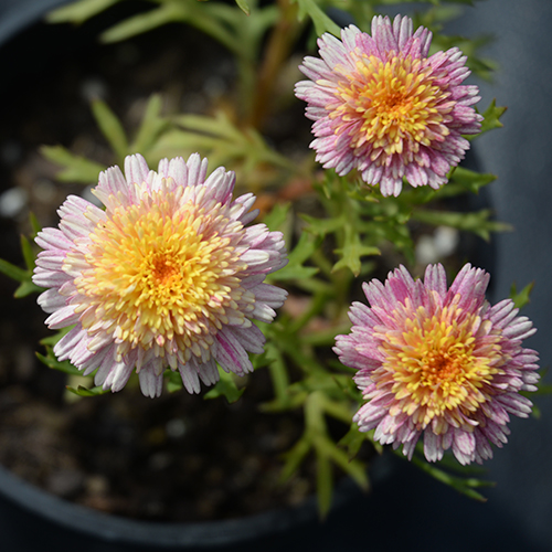 Pastel Pink - Image 2