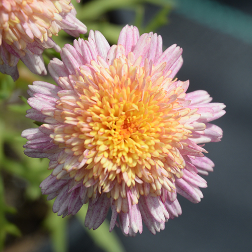 Pastel Pink - Image 3