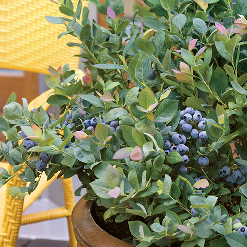 Pink Icing - Image 2