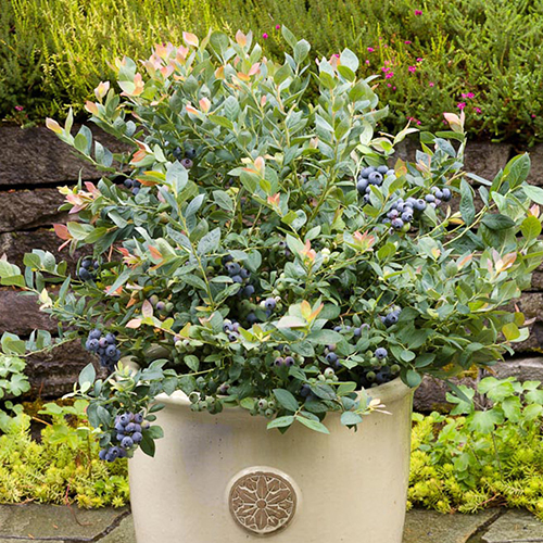 Pink Icing - Image 4