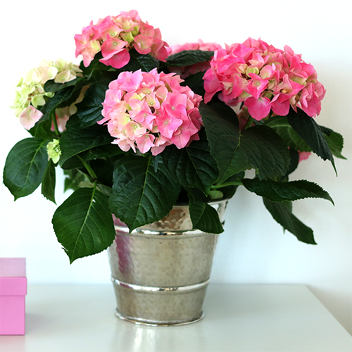 Blue/Pink Sunset - Image 3