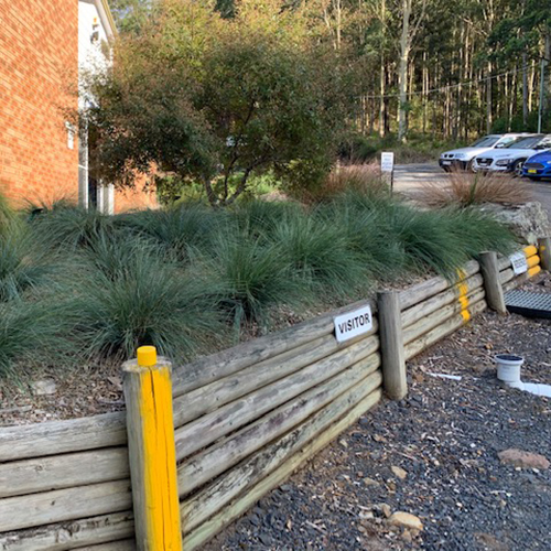 Lomandra confertifolia spp.rubiginosa Seascape - Image 2