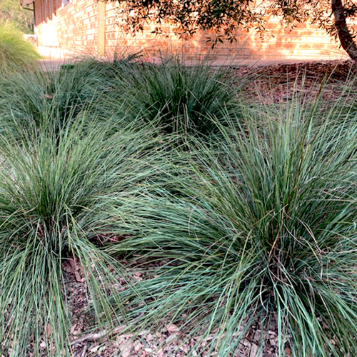 Lomandra confertifolia spp.rubiginosa Seascape - Image 3
